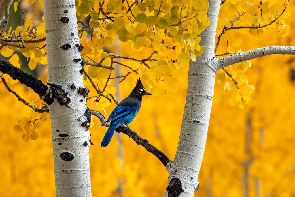 R5M20201-PR5 Stellar jay perched on Aspen tree branch with fall foliage