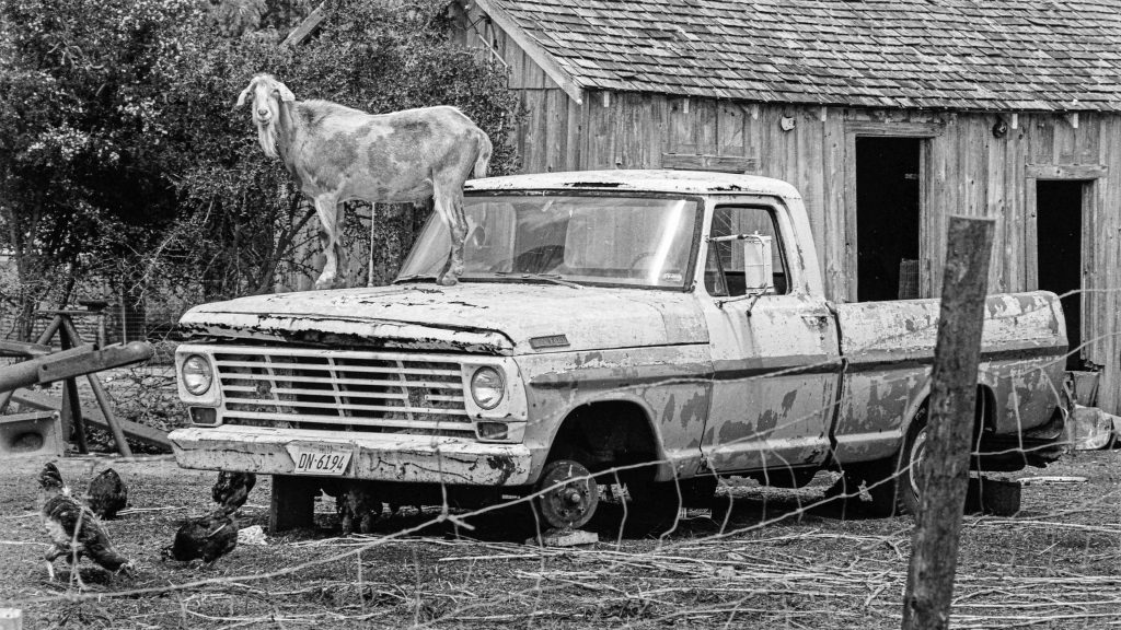 Scan10212 Photo of goat standing on hood of an old, rusty pickup truck with dilapidated house in background